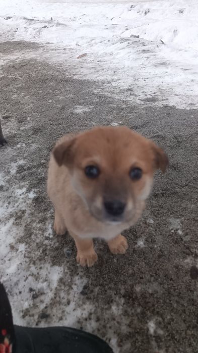 Цуценя  в добрі руки