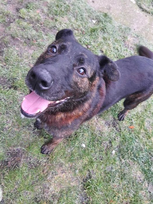 Pies pełen miłości do człowieka