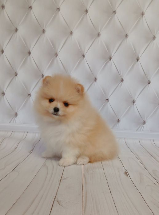 Маленькі ведмежата