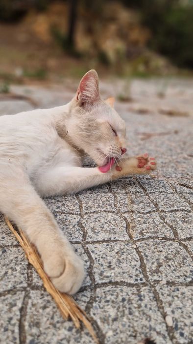 Gato jovem para adoção