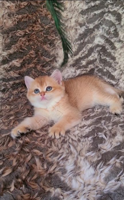 Золотая шиншилла Девочка и Мальчик