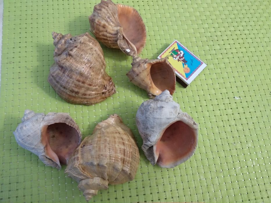 Ракушки рапаны для аквариума