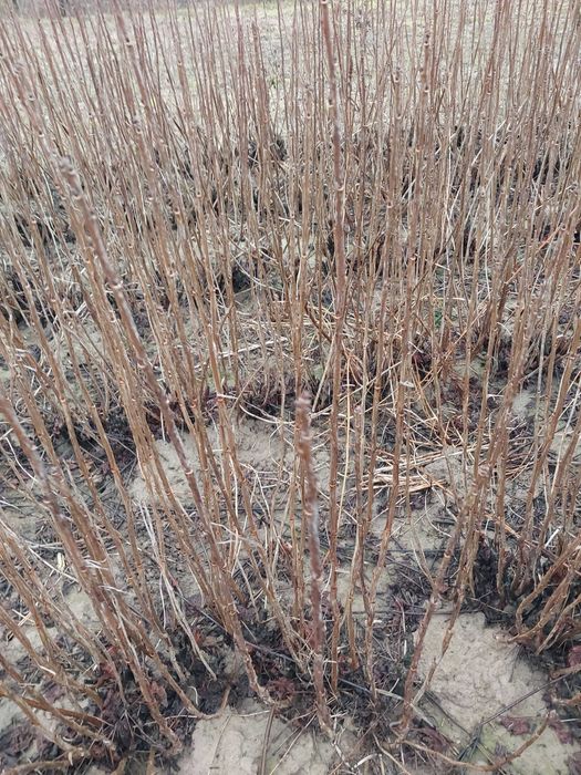 Sztobry, zrazy,  pędy - porzeczka czarna  różne odmiany, ukorzeniane