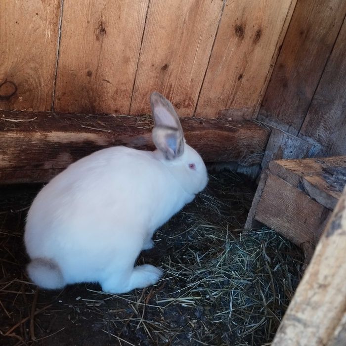Продаж кроликів різної породи
