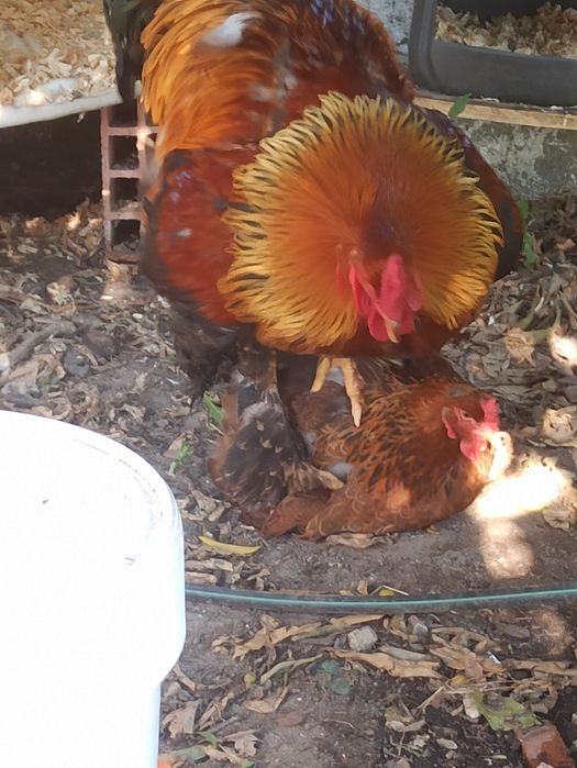 Ovos de Galinhas Puras para encubação