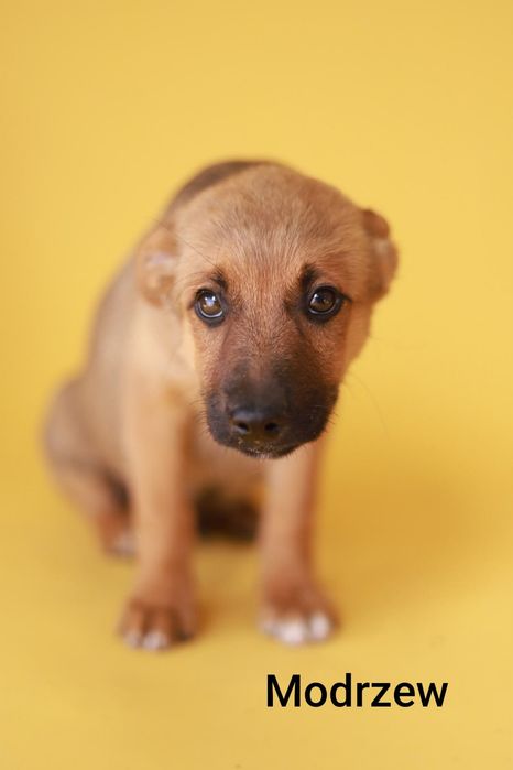 Daj dom szczeniakowi, wesołe i urocze maluchy polecają się do adopcji