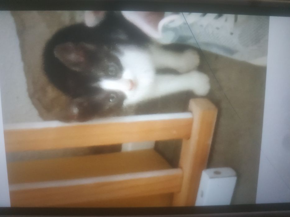 Dá-se 2 gatinhos