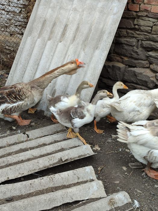 Продаю гуси Холмогори.