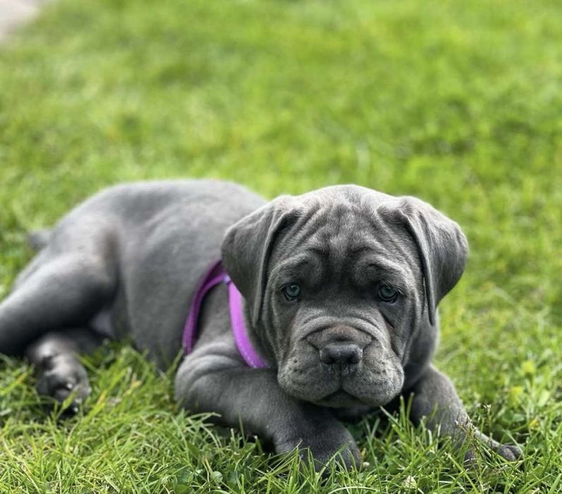 Відкрита продажа щенят-Cane corso Italiano