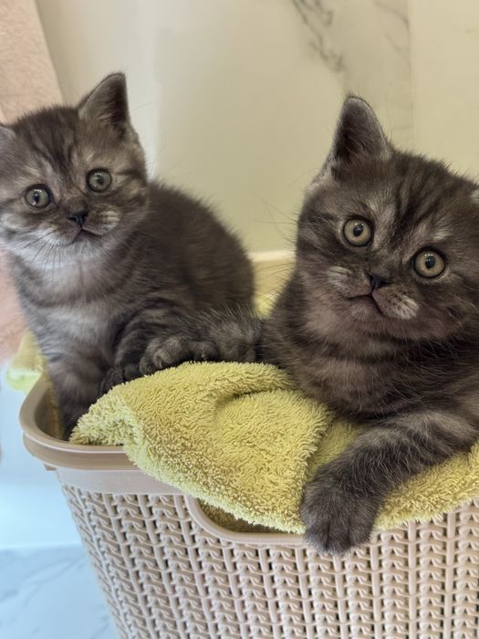 Новорічні кошенятка