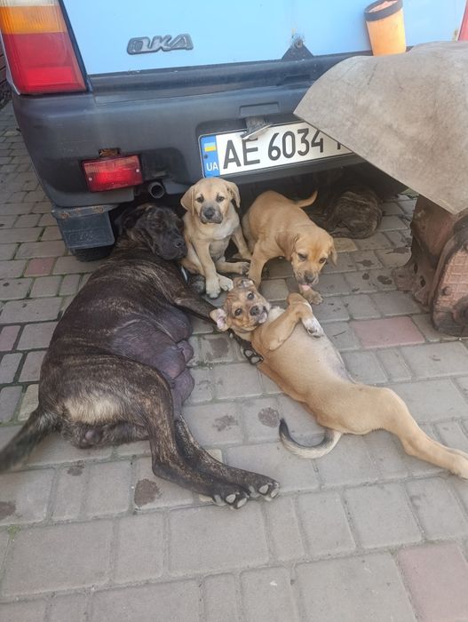 Отдам в заботливые руки щенков