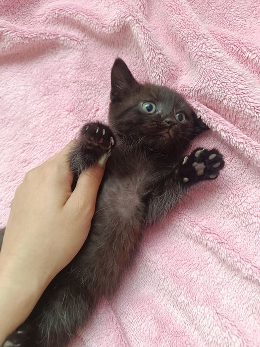 Віддам котяток даром