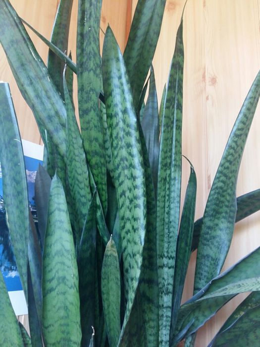Цветок  Сенсеверия большой в офис и не только