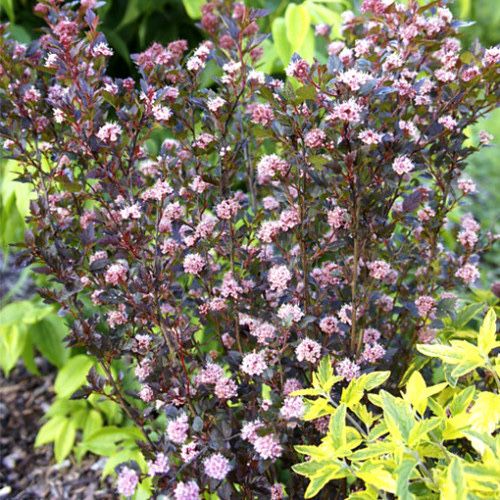 Спирея японская  голдфлейм, криспа и зелёный лист