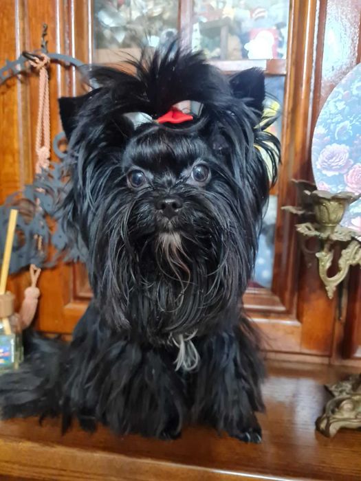 Reproduktor Yorkshire Terrier black