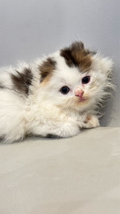 Macho scottish fold