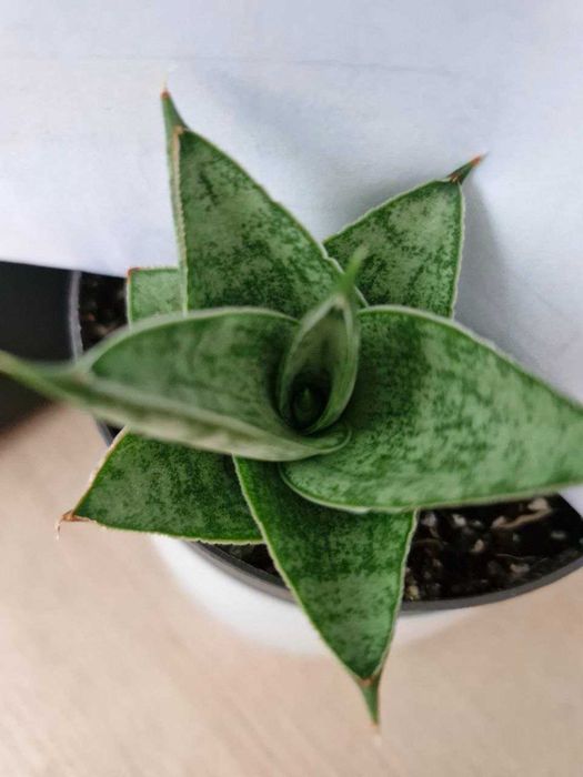 Sansevieria #Nadwyzka #Sprzedam