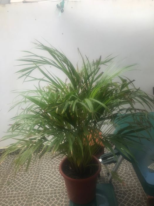 Planta com cerca de 50cm