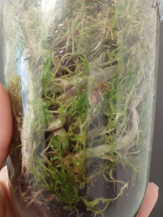 Орхідея триліпс продам