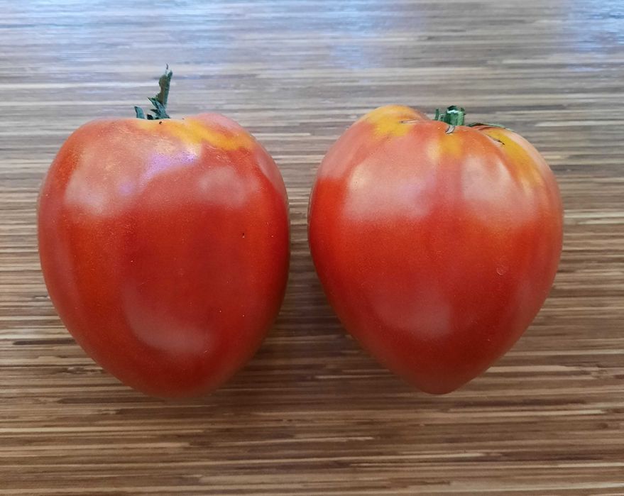 pomidor Anna Russian nasiona kolekcjonerskie