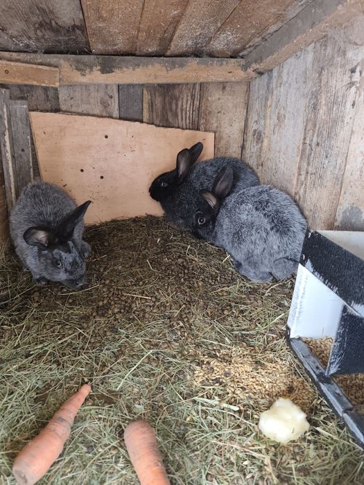 Полтавське срібло