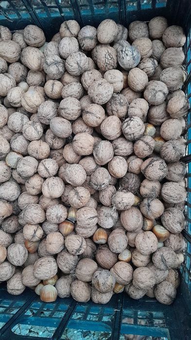 Sprzedam orzechy włoskie