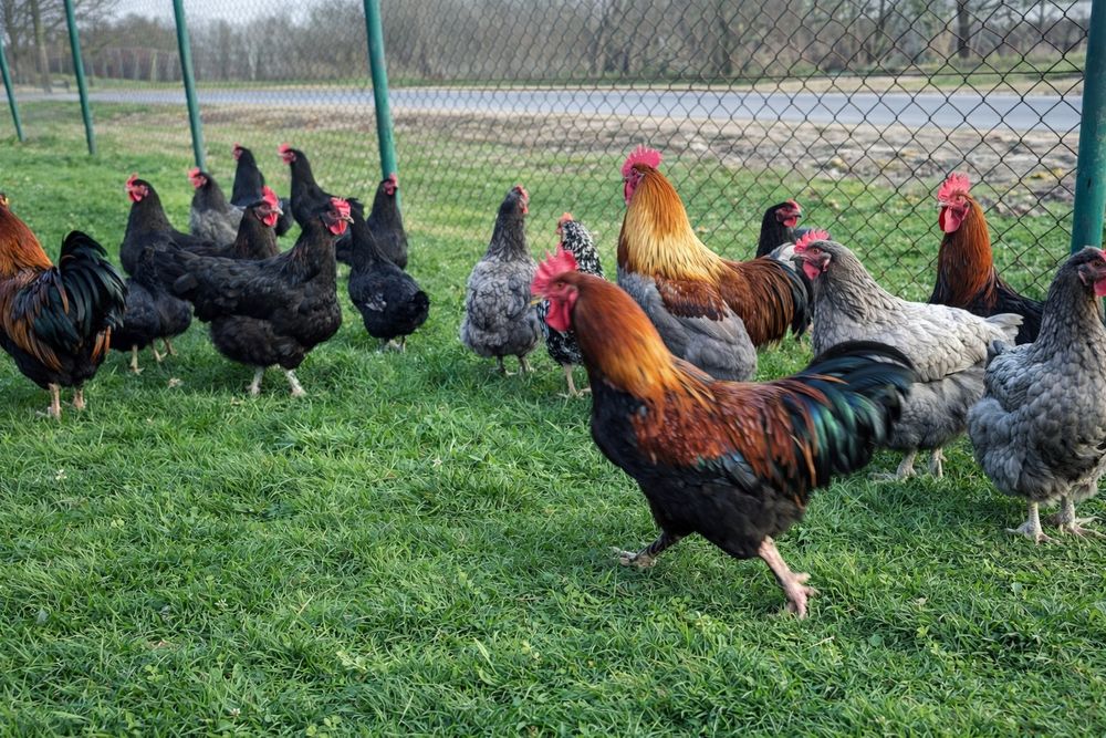Sprzedam jaja lęgowe kur marans. Czekoladowe jajko