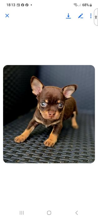 Chiuhahua choco And tan