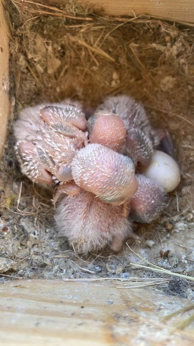 Agapornis roseicollis para criar a mão