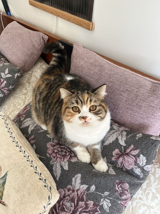 Scottish straight femea