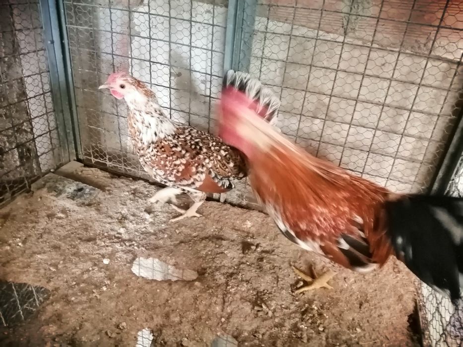 Macho branco Sedosa
