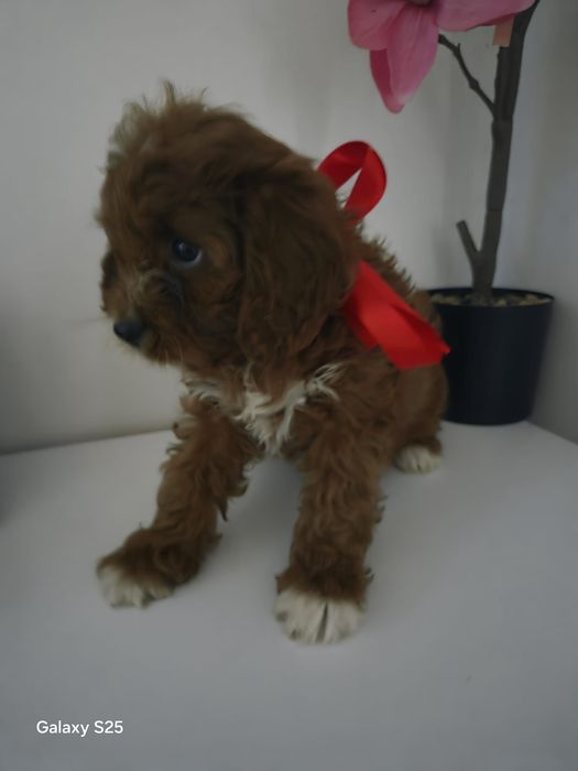Cavapoo urocza dziewczynka !