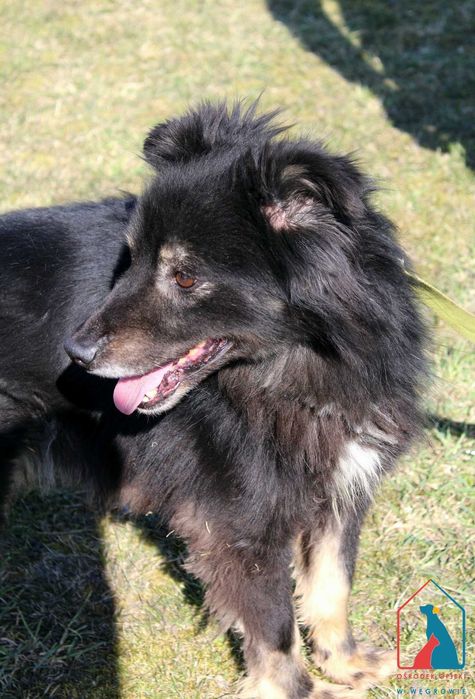 SPOKOJNY, przeuroczy, bardzo łagodny i subtelny - pokochaj Aldo