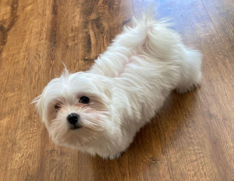 Maltańczyk szczenię