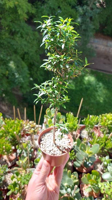 Мирт цветущий на штамбе под бонсай.