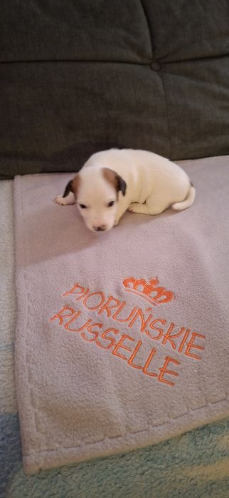 Jack Russell Terrier szczenię-Tequilla