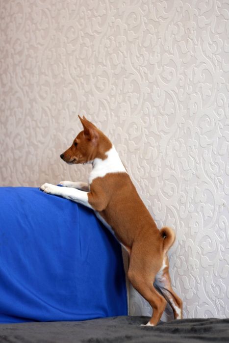 Басенджи це диво природи! Хлопчик чекає своїх людей. КСУ