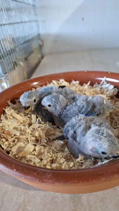 Agapornis roseicollis Bébés