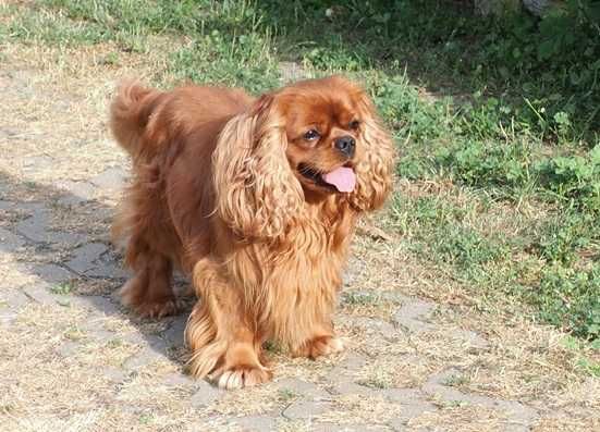 ZKwP - FCI - SUCZKA  Cavalier King Charles Spaniel