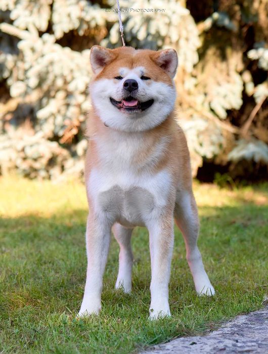 Акіта іну цуенята ,розплідник