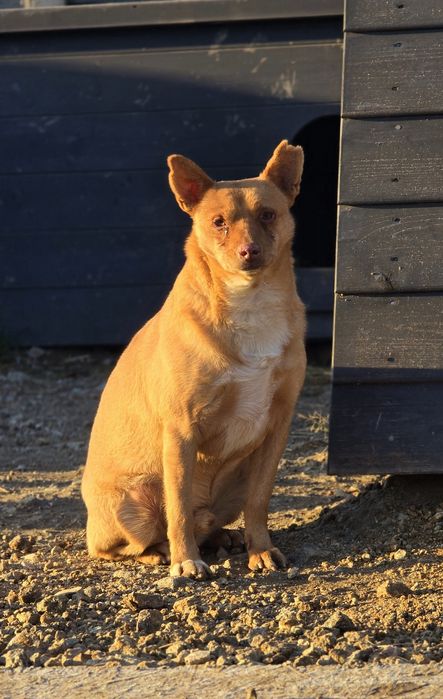 Samiec 12kg do adopcji