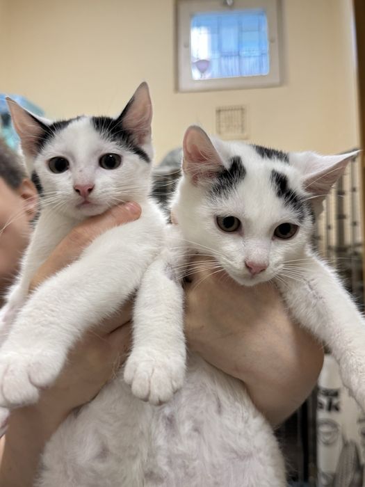 Maluszki kotki do adopcji