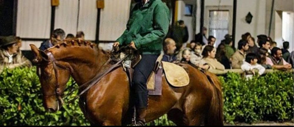 Egua de 5 anos com papeis