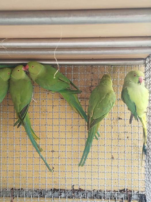 Ring Necks verdes 2024