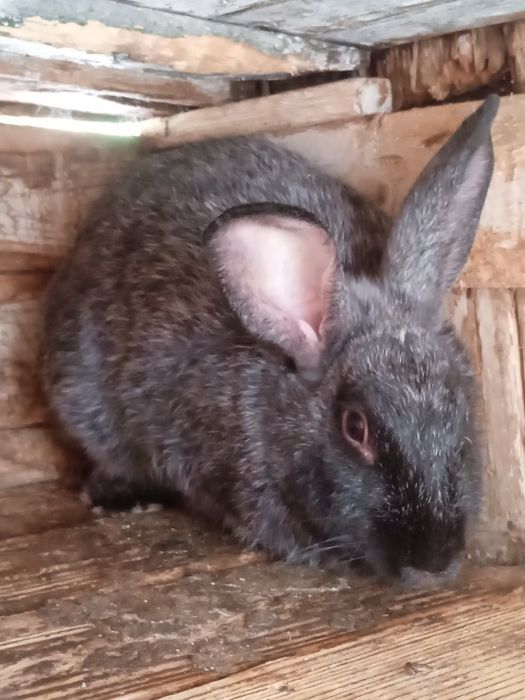 Продам кролей на развод/на м'ясо.