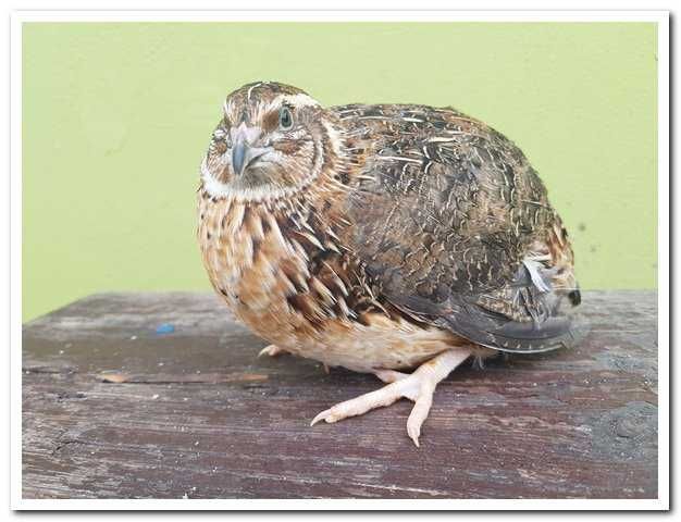 Przepiórki  kurki nioski z jajkiem