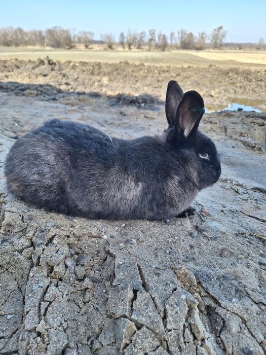 Króliki kuny wielkie brązowe z rodowodem