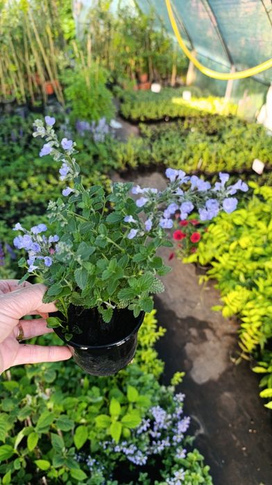 Непета Pursian Blue