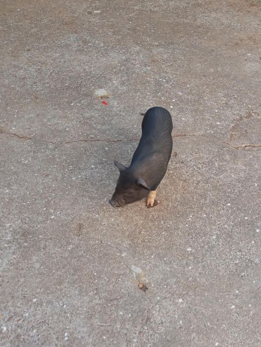 4 porcos pretos de 2 meses  - Santa Maria Da Feira