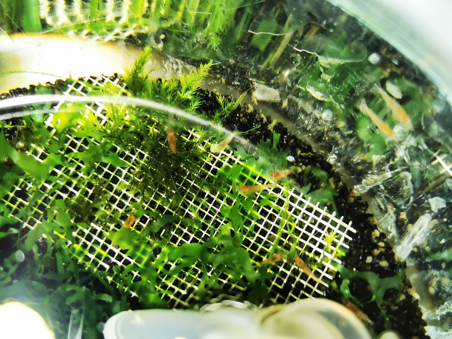 Camarões red cherry - Neocaridinas